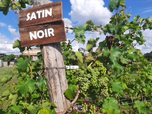 Een van onze nieuw aangeplante rassen, de Satin Noir